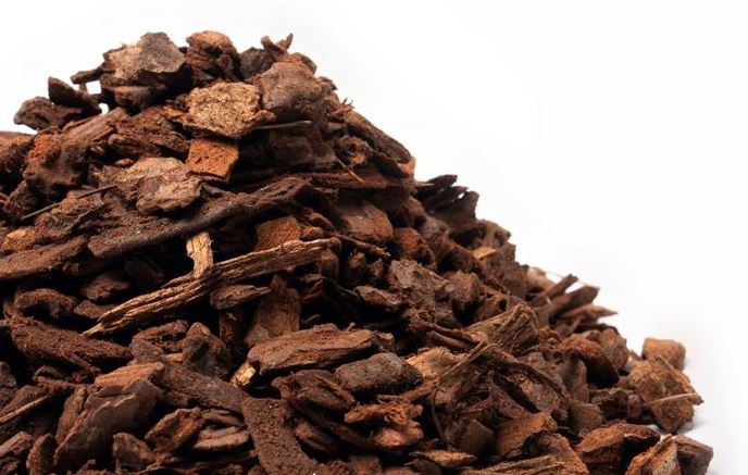 franse boomschors pin maritime